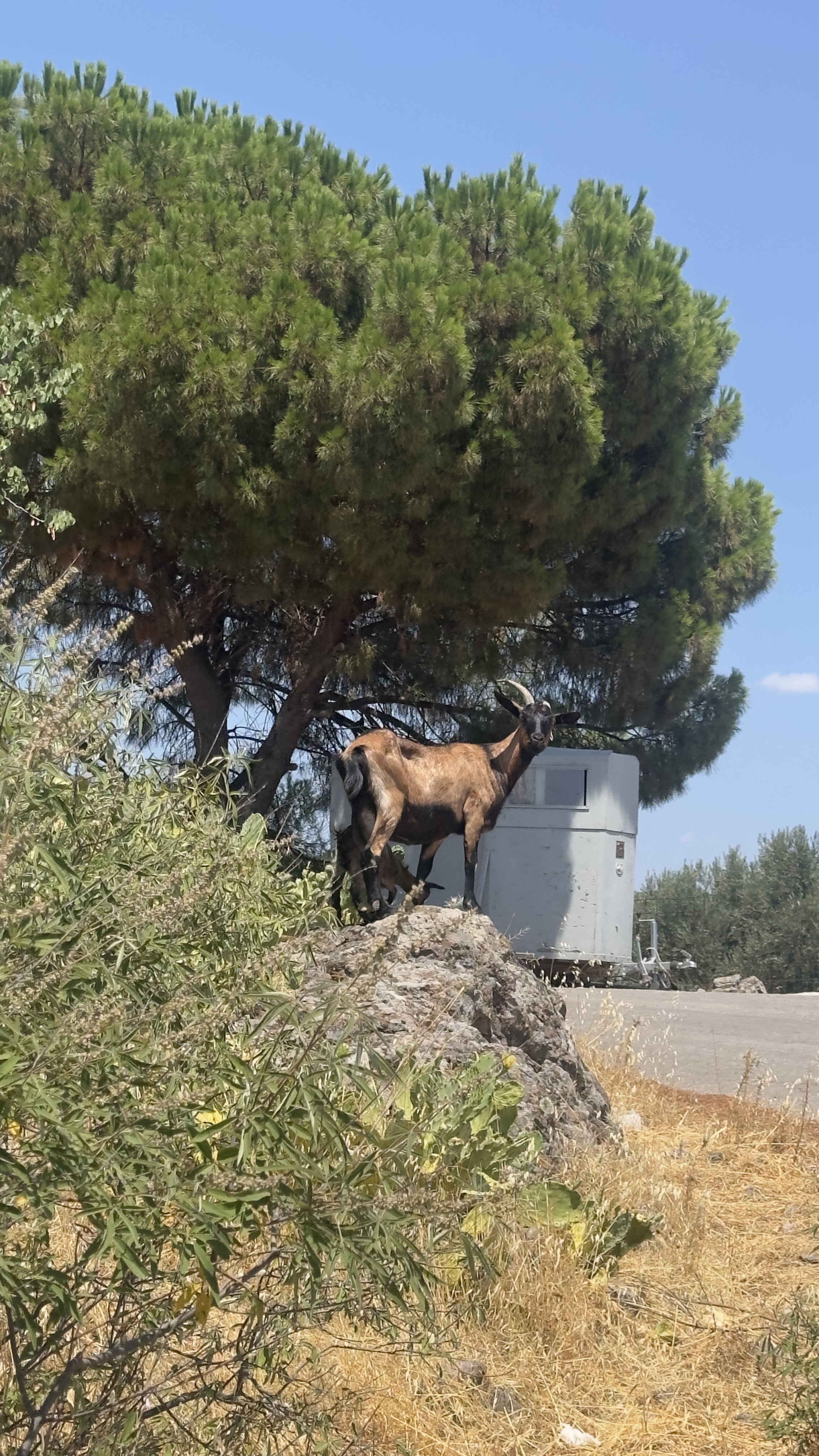 A goat named Reagan