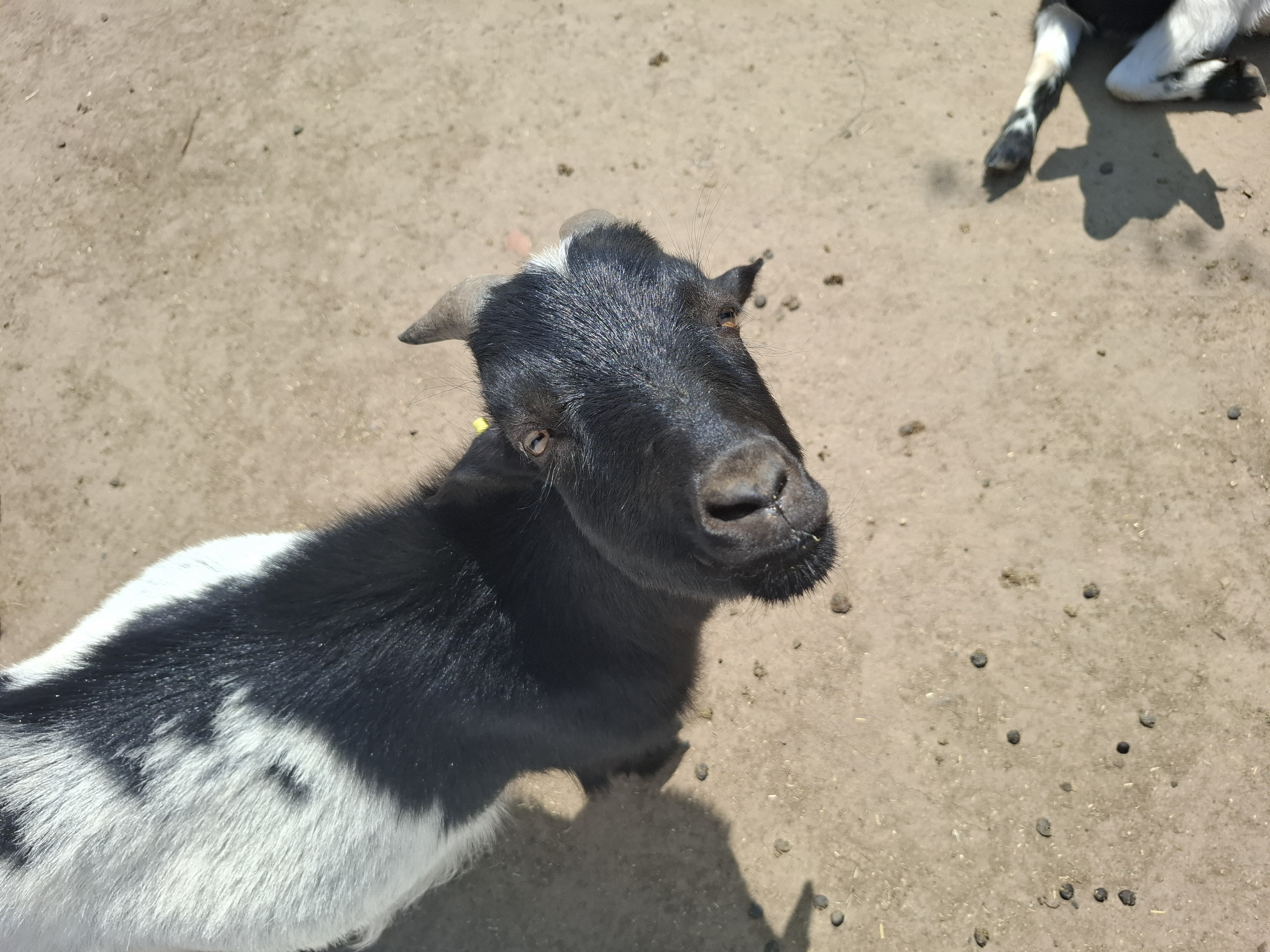 A goat named Reagan