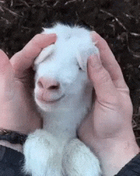 A goat named Reagan Peek a Boo