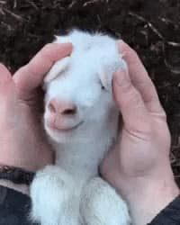 A goat named Reagan Peek a Boo