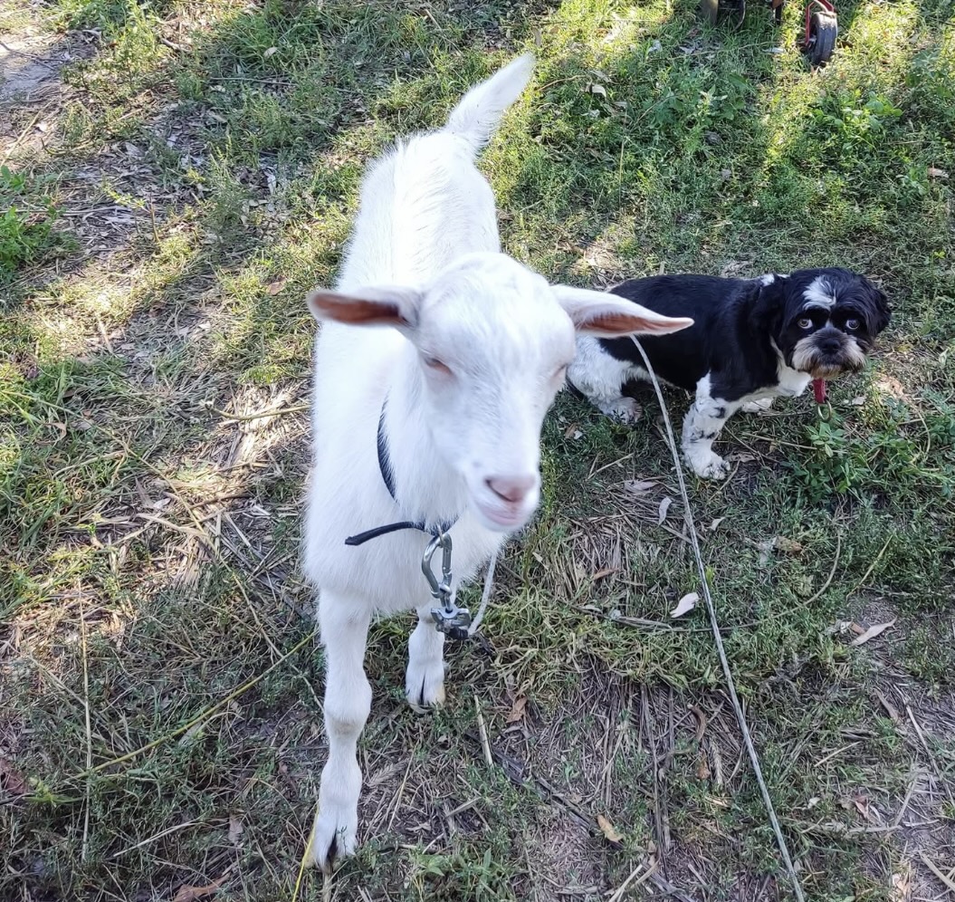 A goat named Reagan The goat with a puppy