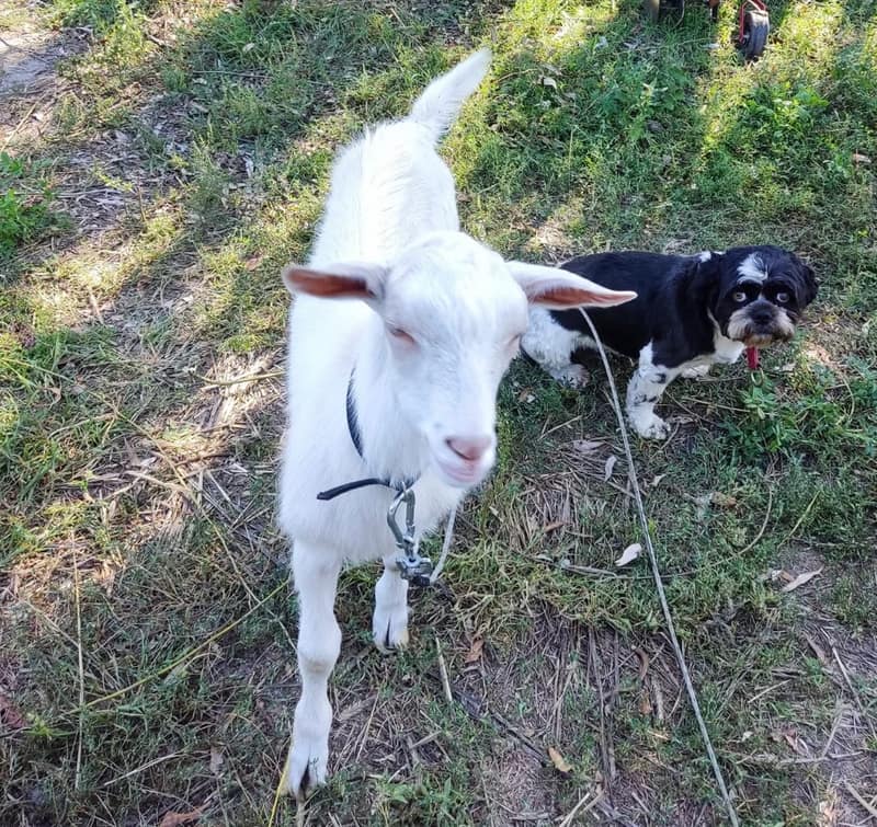 A goat named Reagan The goat with a puppy