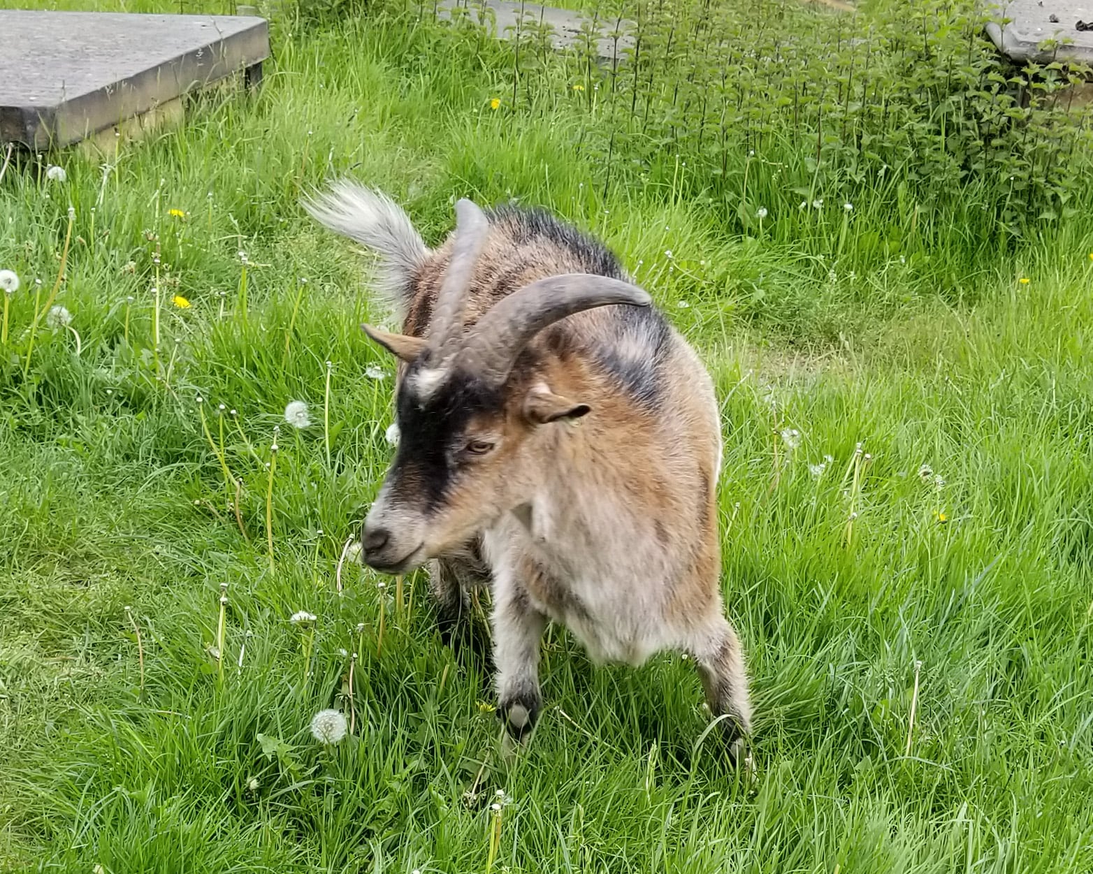 A goat named Reagan in the UK