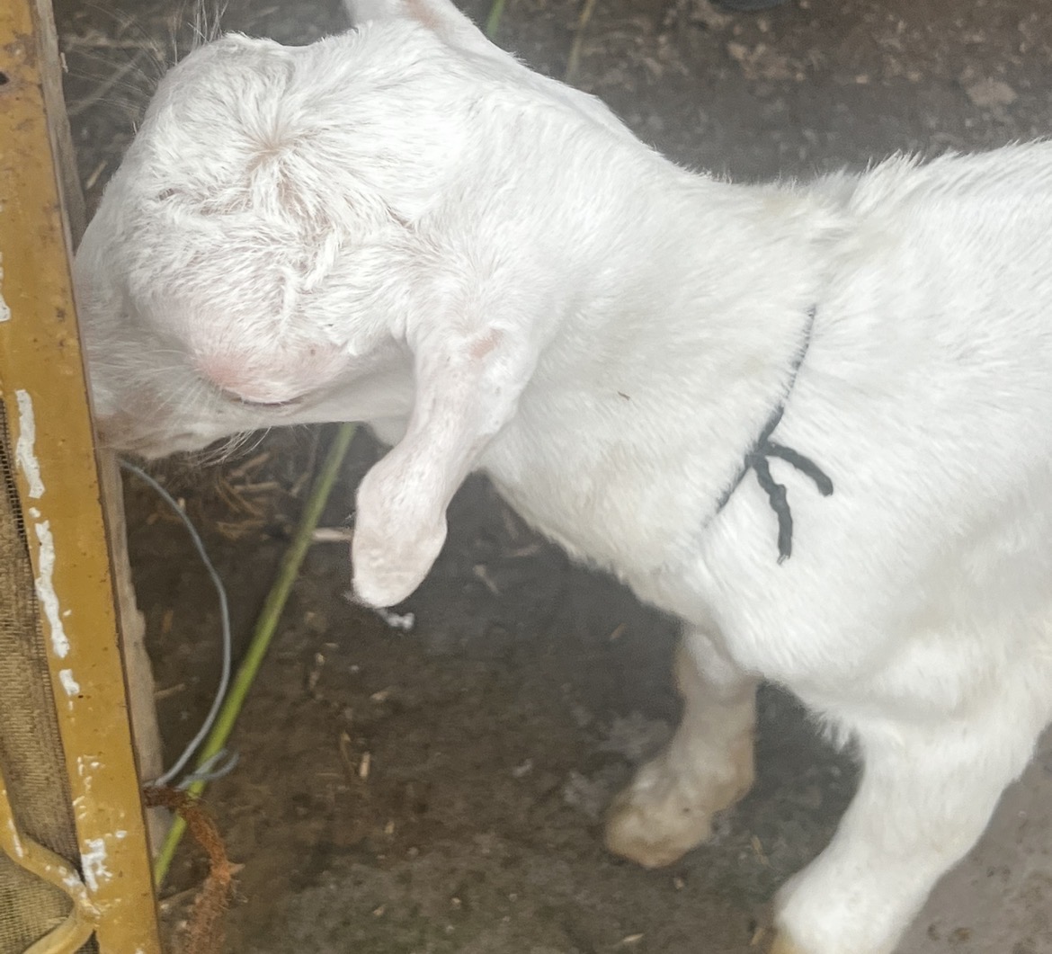 A goat named Reagan