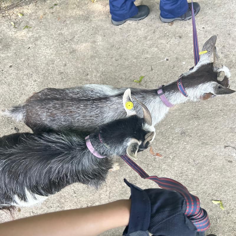 A goat named Reagan
