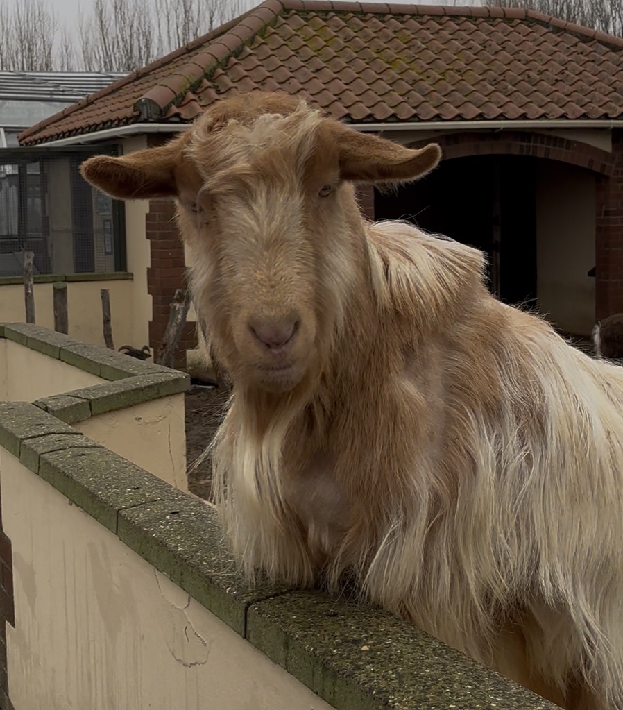 A goat named Mr Reagan