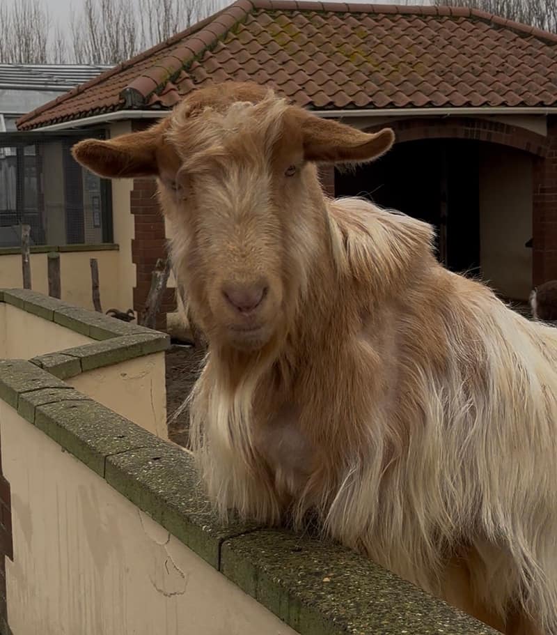 A goat named Mr Reagan