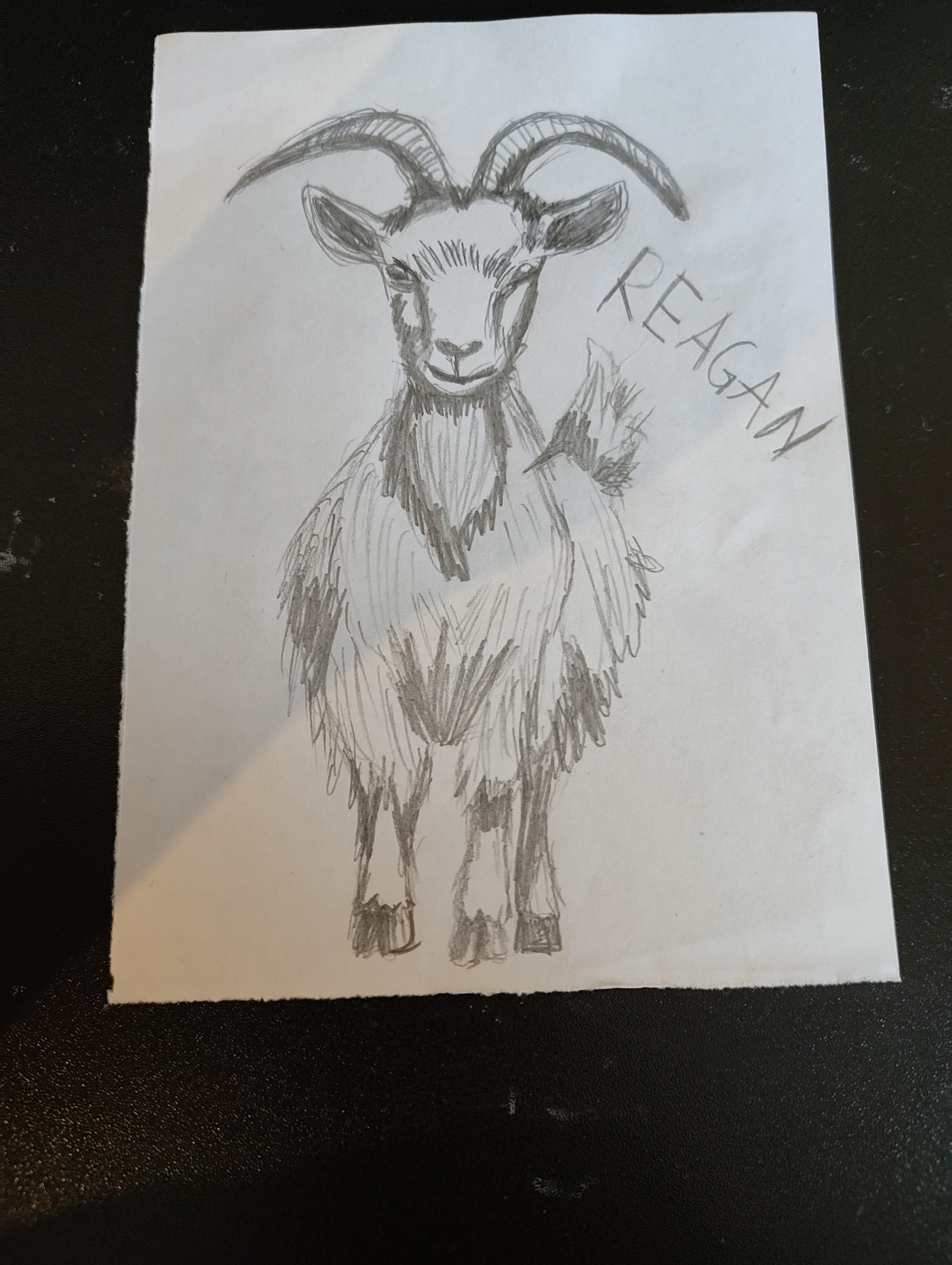 A goat named Reagan
