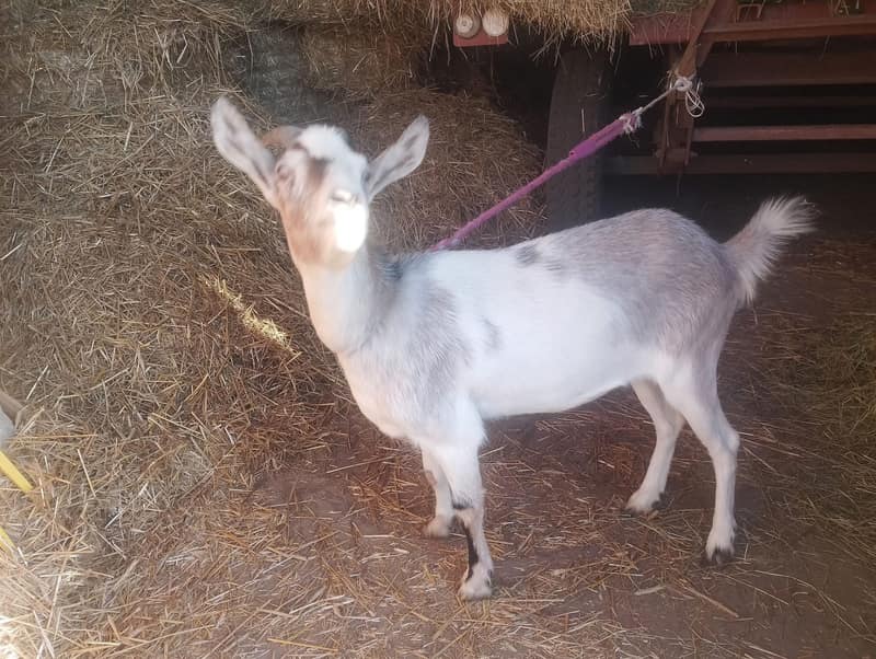 A goat named Rhaegan