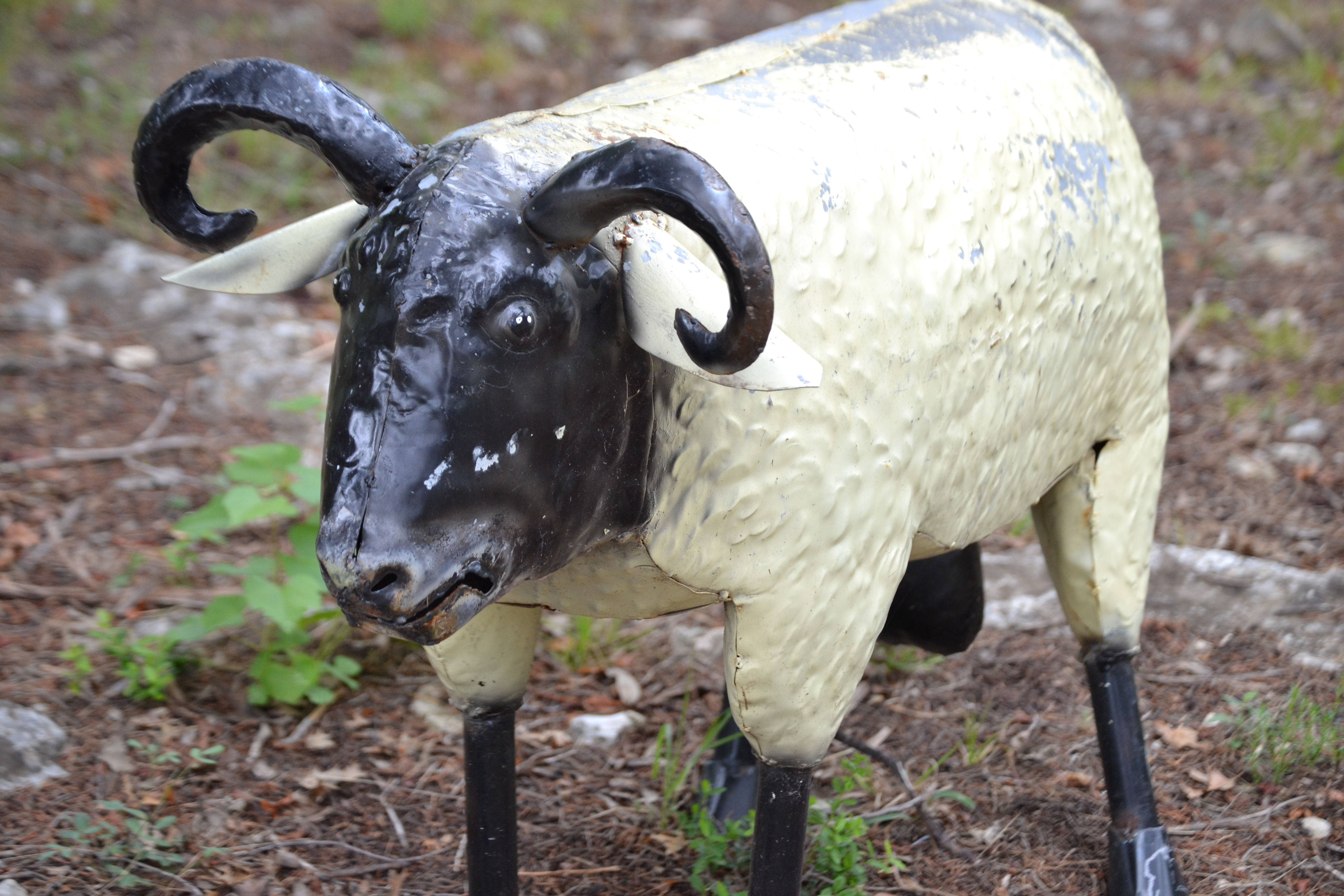 A goat named Reagan Billy Bob Goat