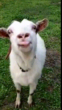 A goat named Reagan Laughing Hard