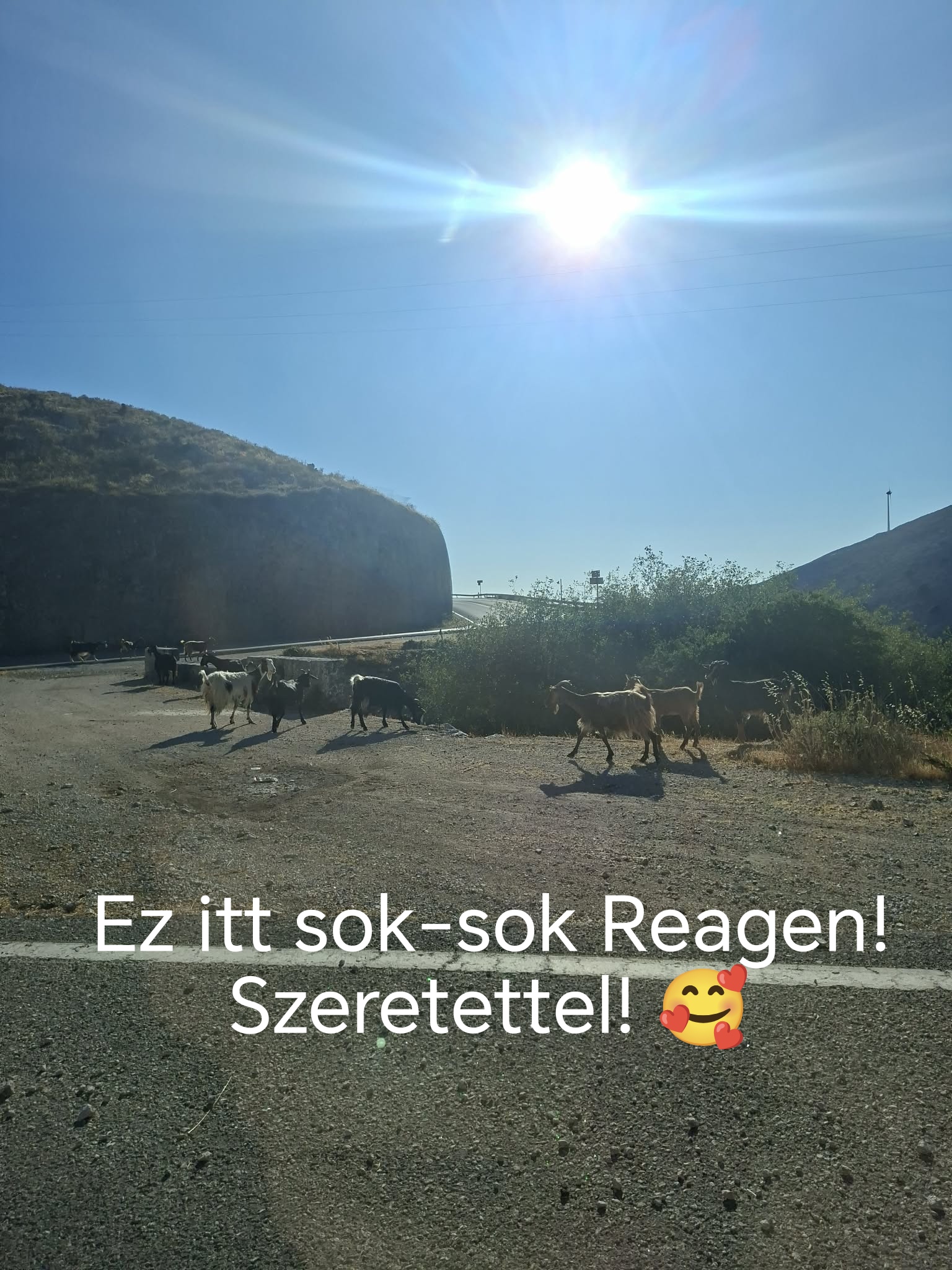 A goat named Reagen