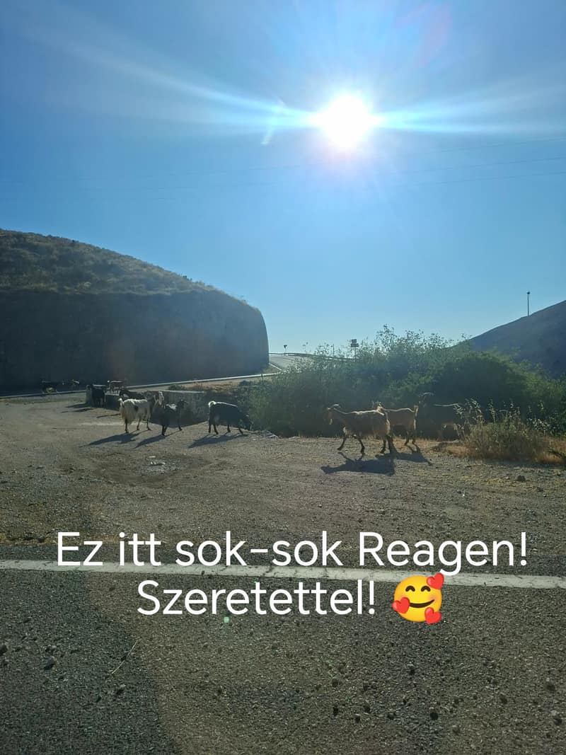 A goat named Reagen