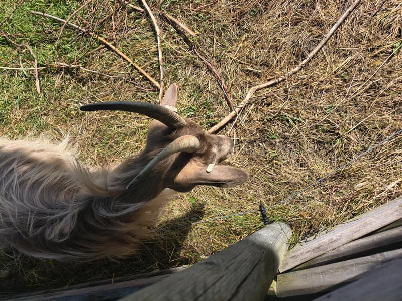 A goat named Reagan