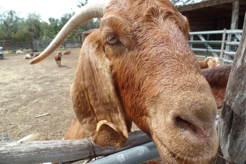 A goat named A goat for Reagan