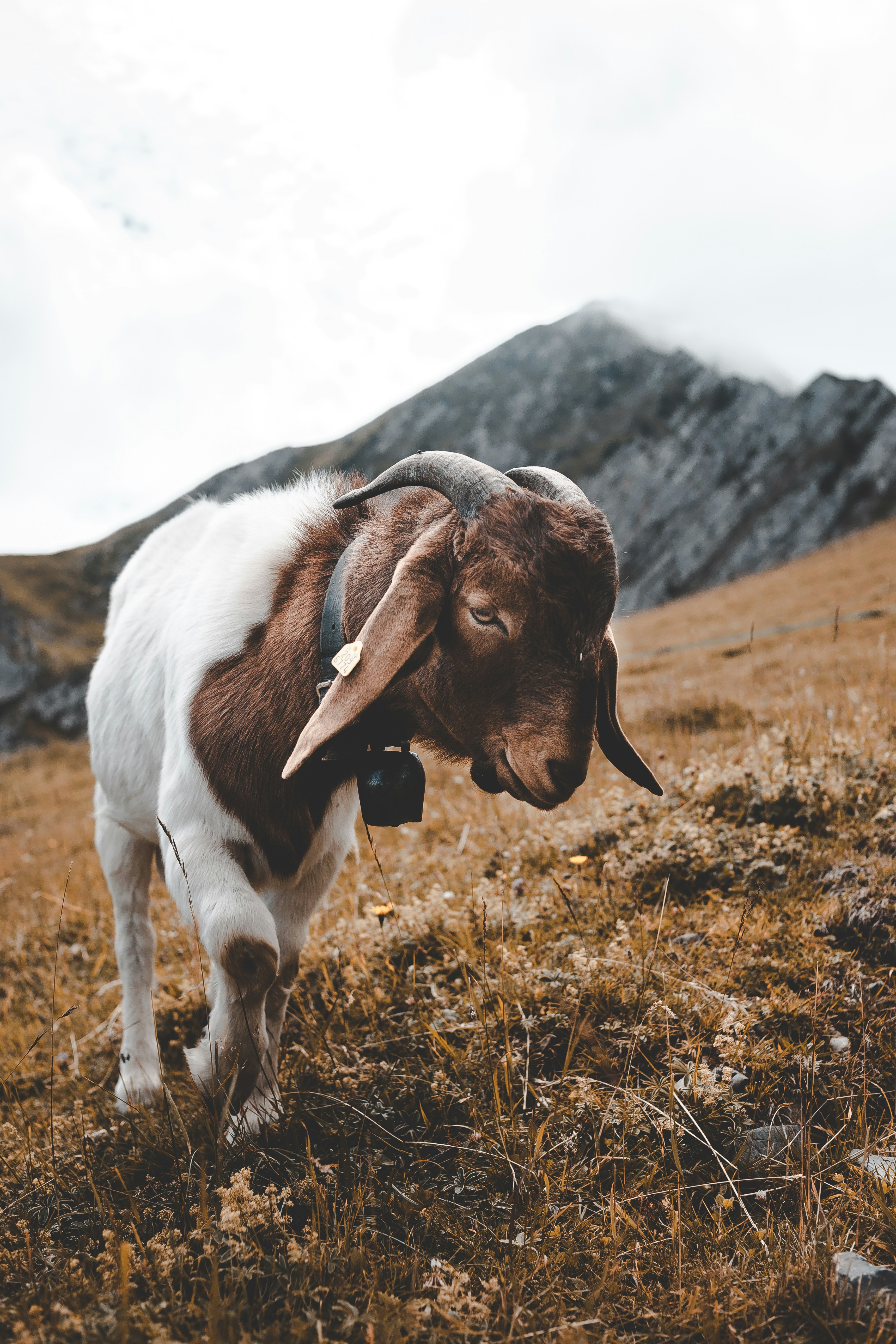 A goat named Poky Goat