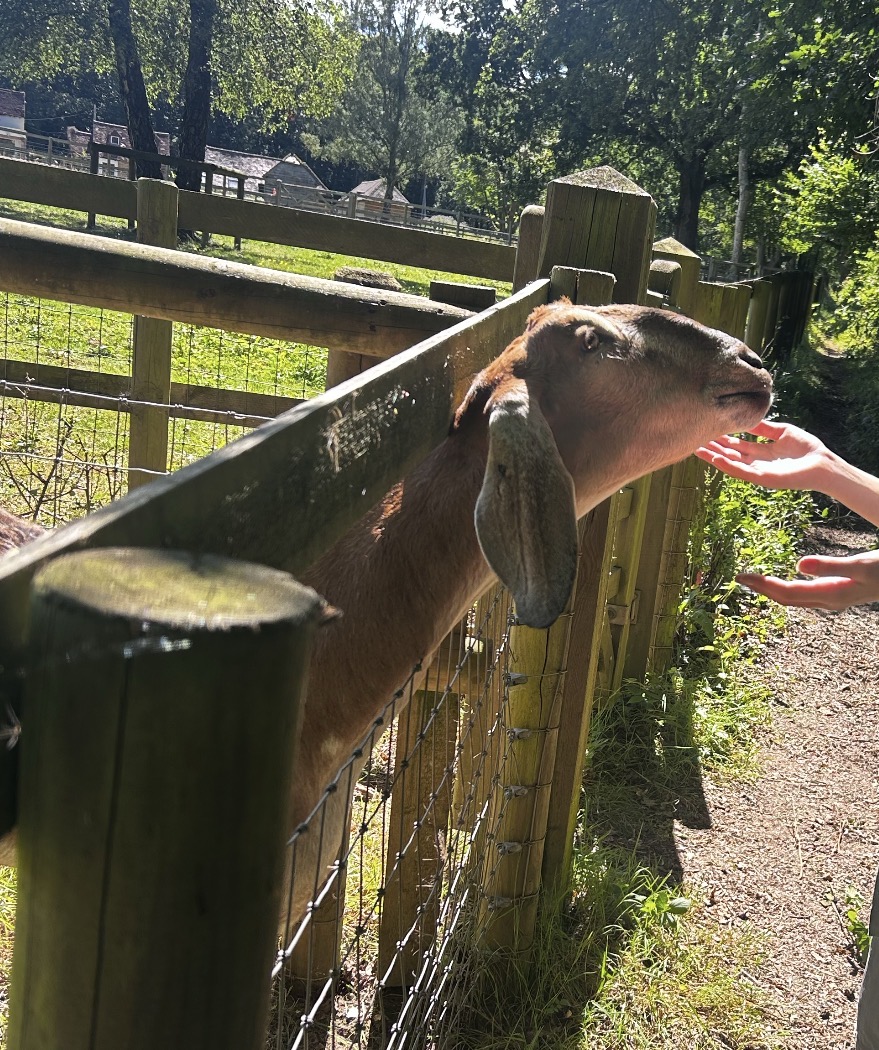 A goat named Reagan