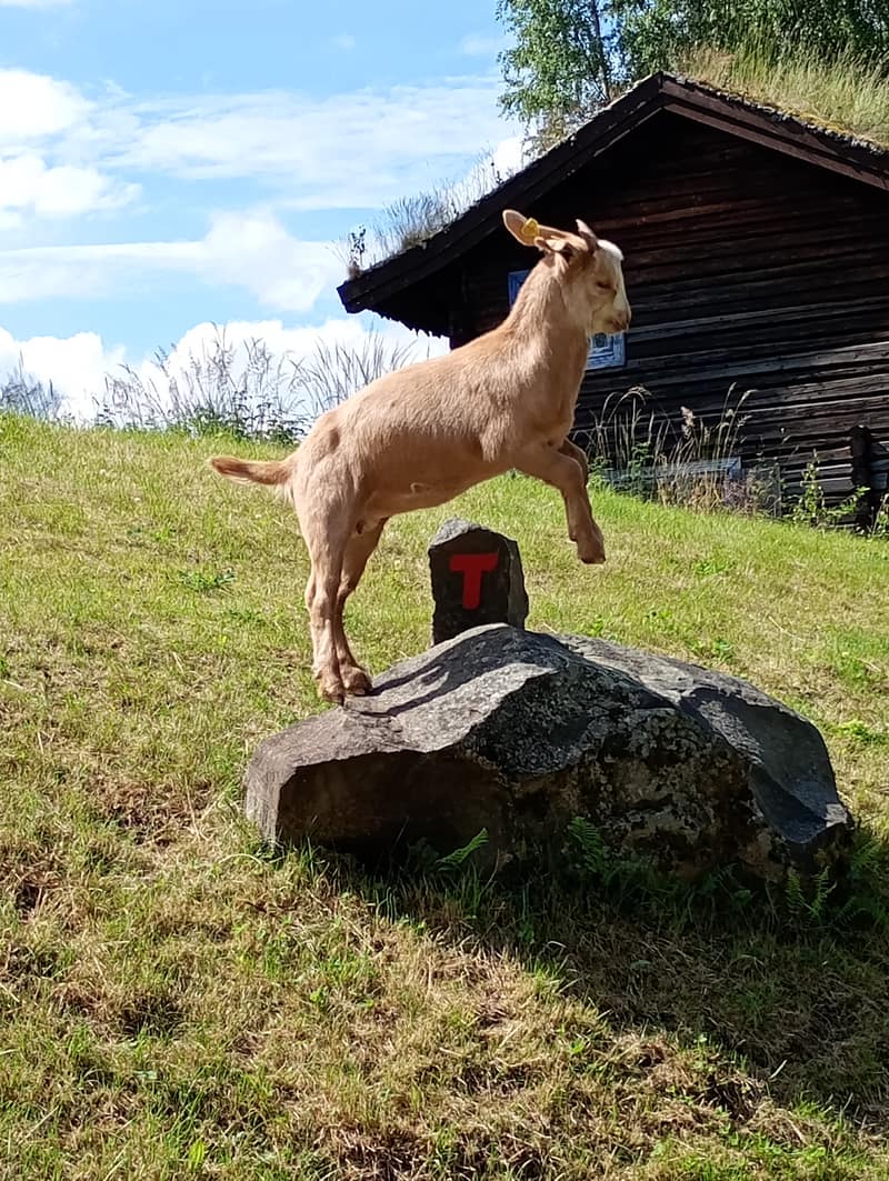 A goat named Reagan