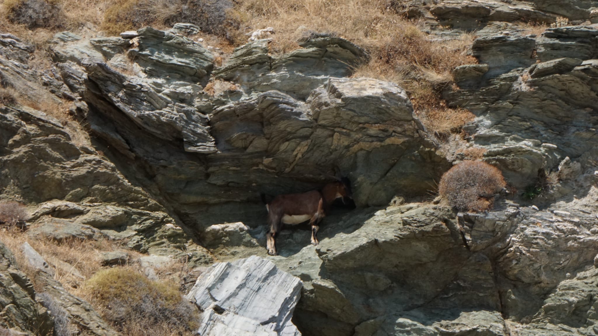 A goat named Reagan