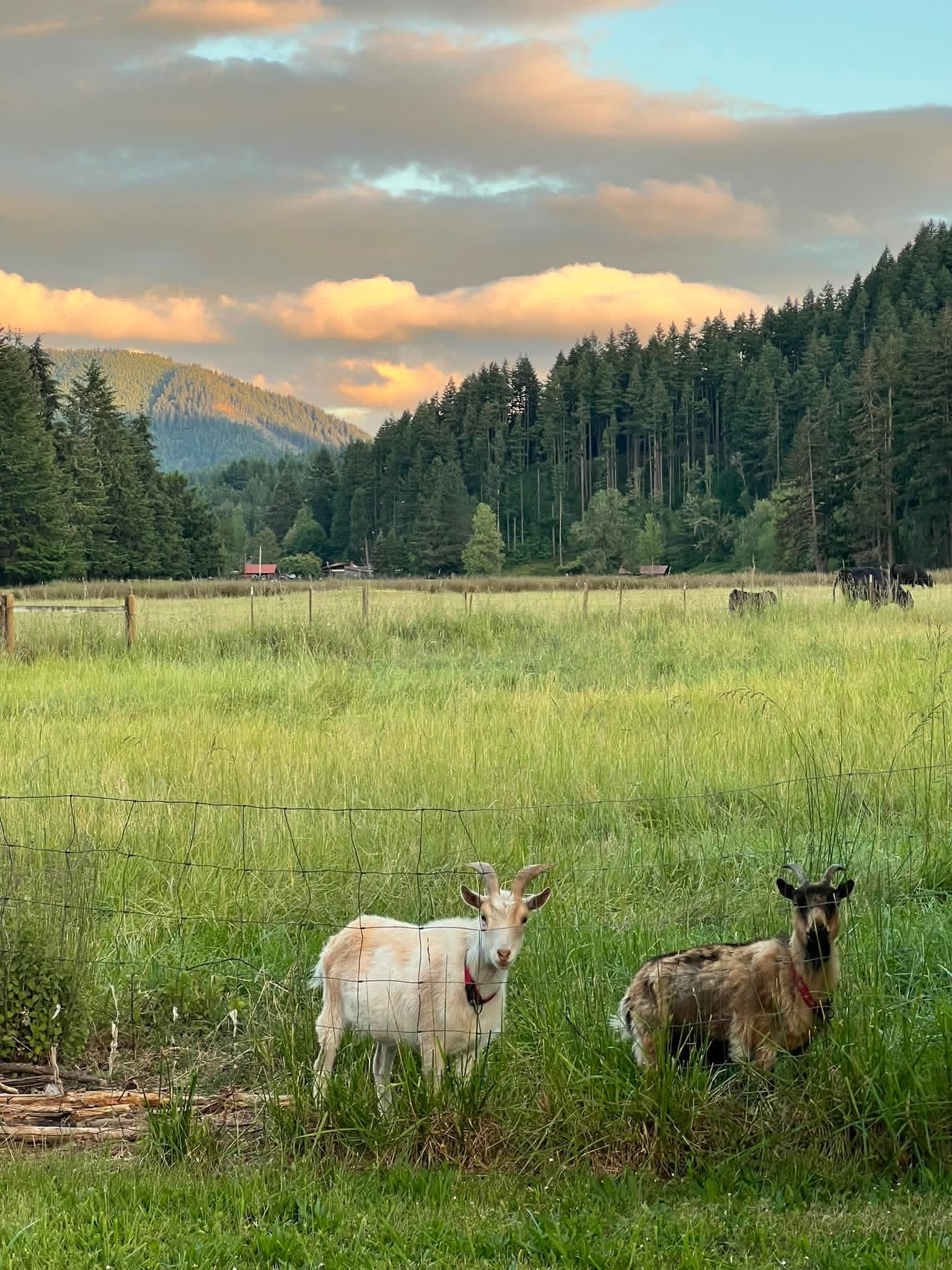 A goat named Regal Reagan and Rodney D