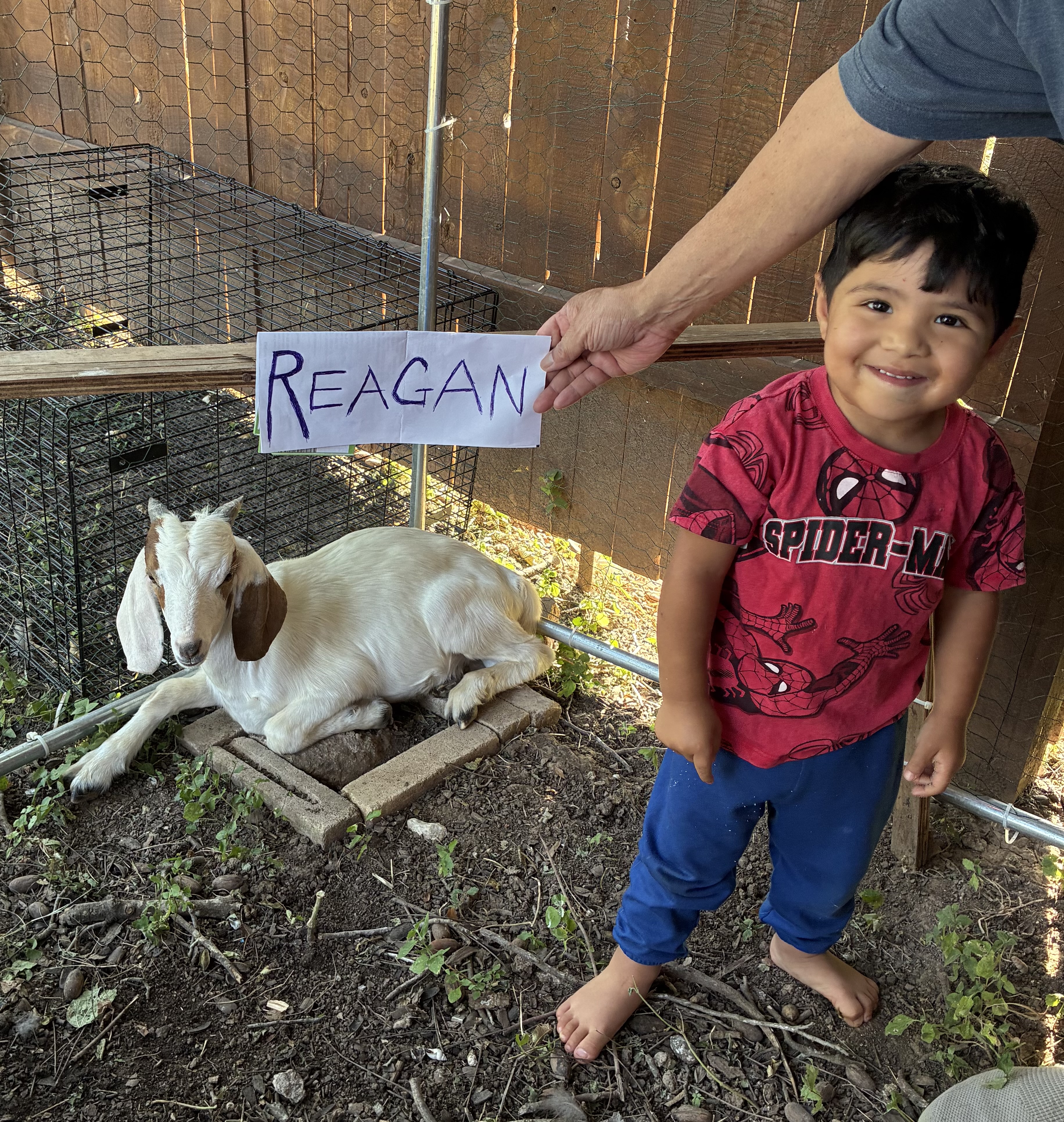A goat named Reagan