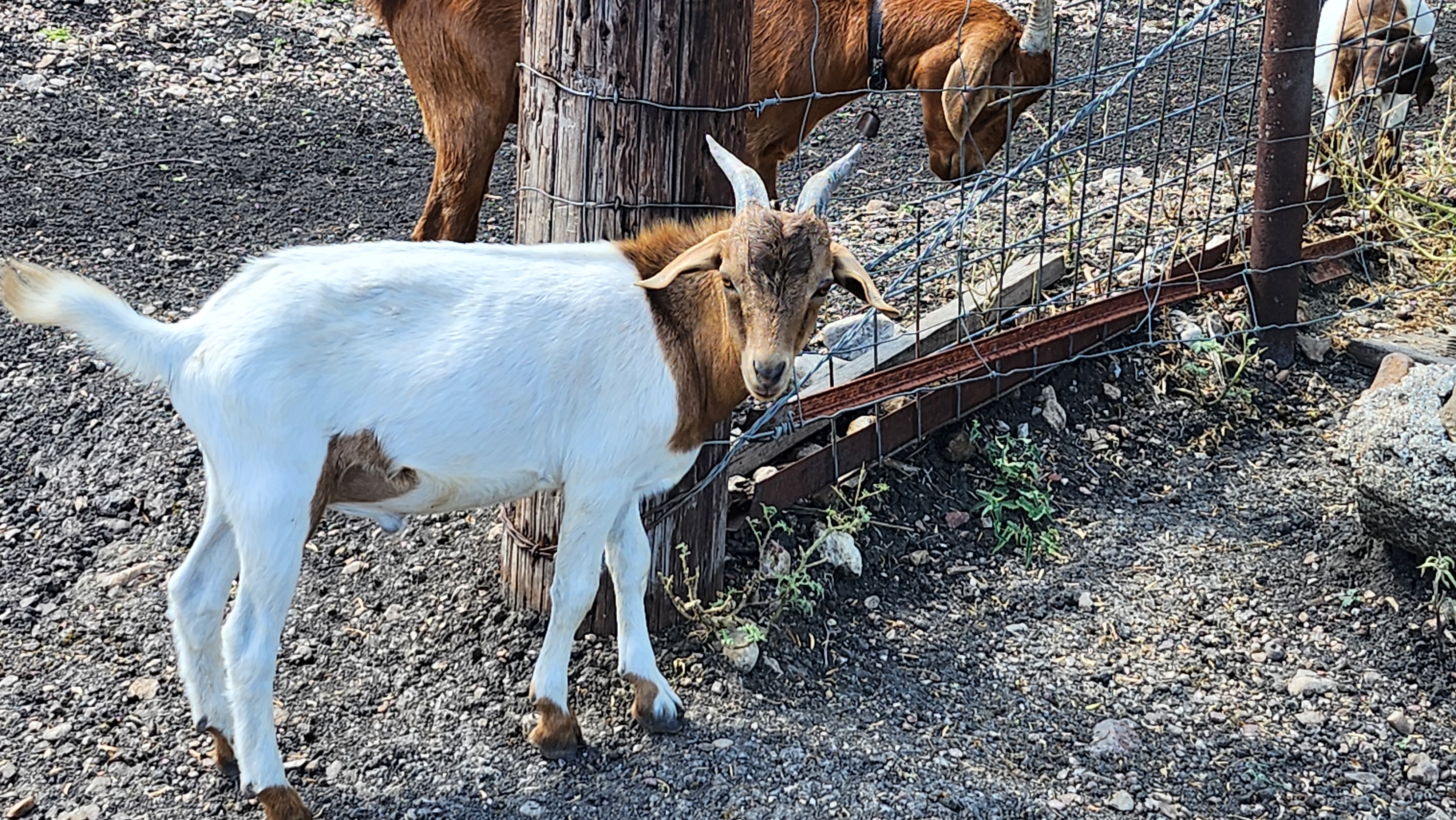 A goat named Reagan