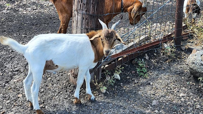 A goat named Reagan