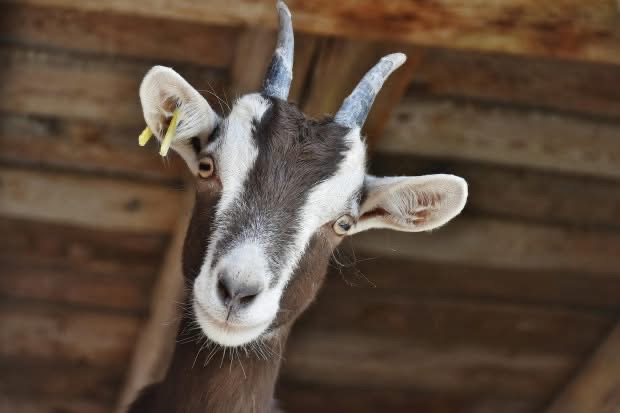A goat named Reagan