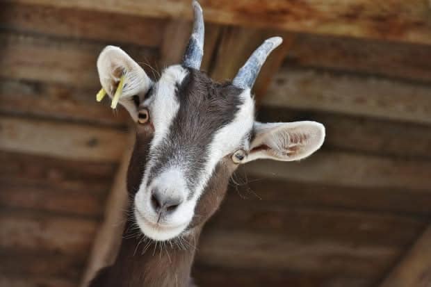 A goat named Reagan
