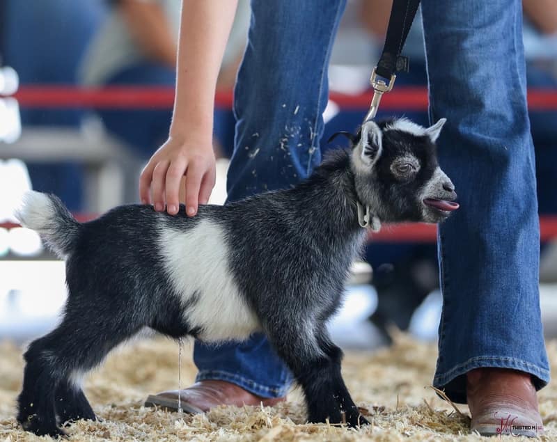 A goat named Reagan