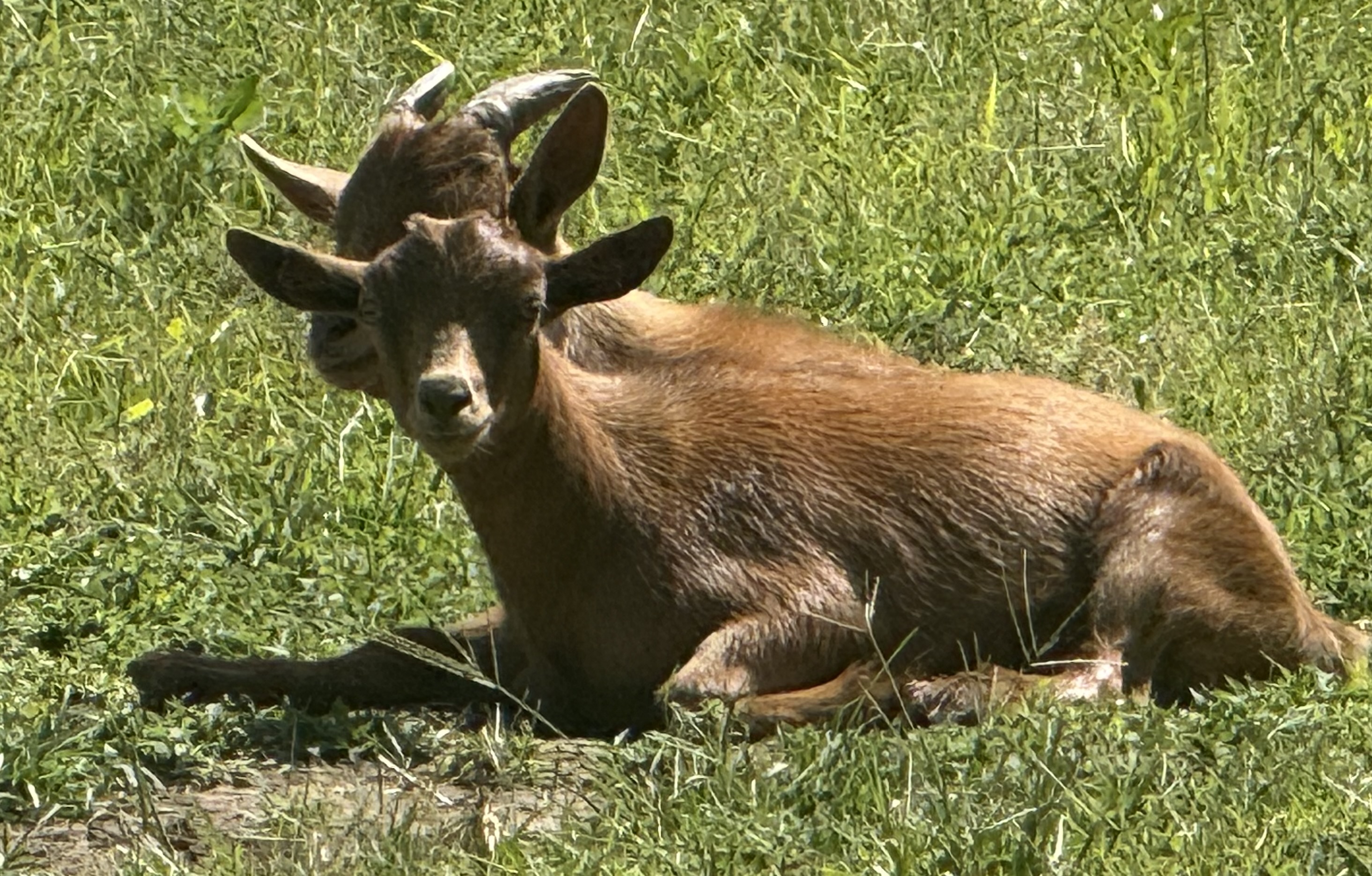 A goat named Reagan the Elder