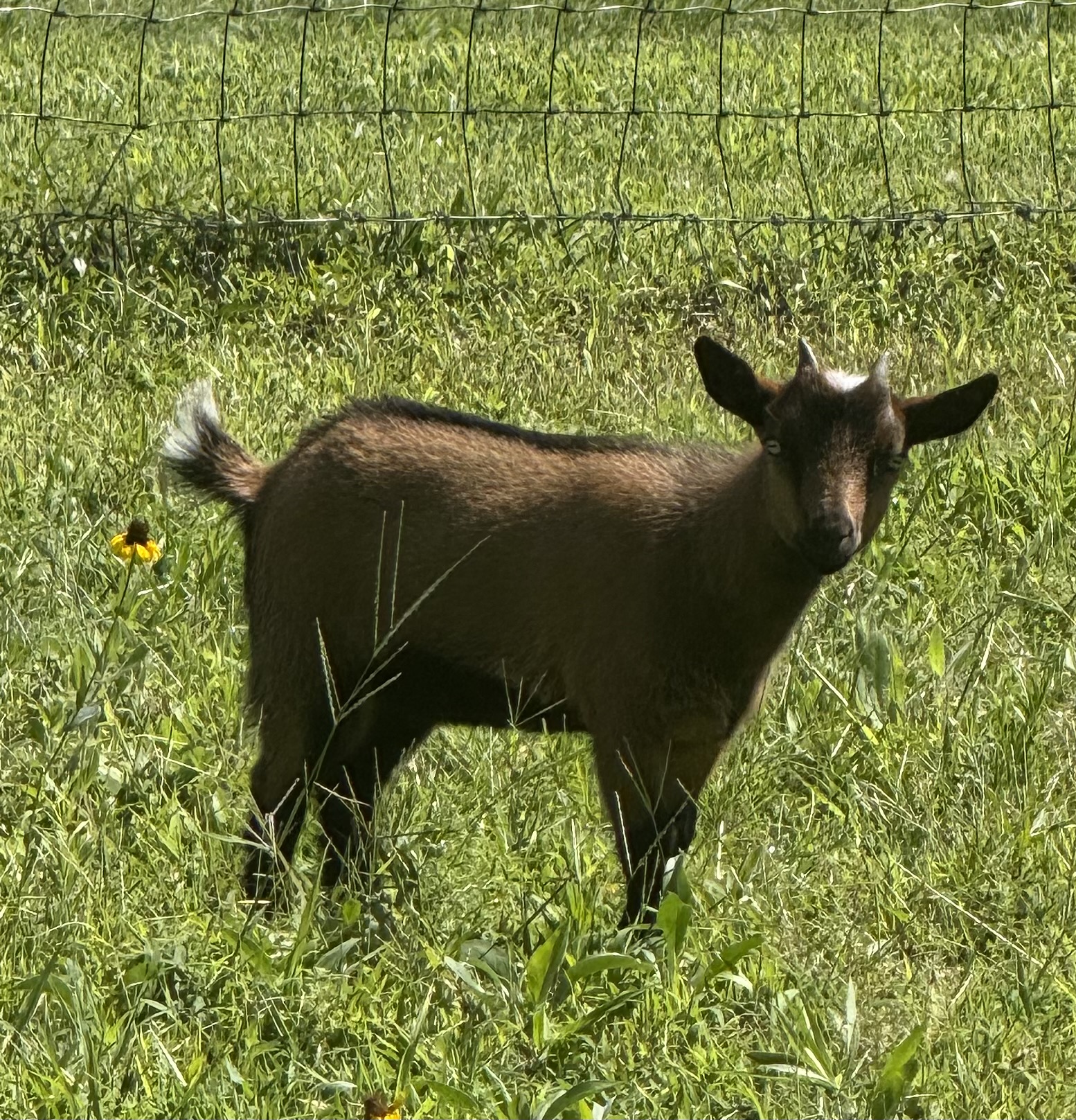 A goat named Reagan the Younger