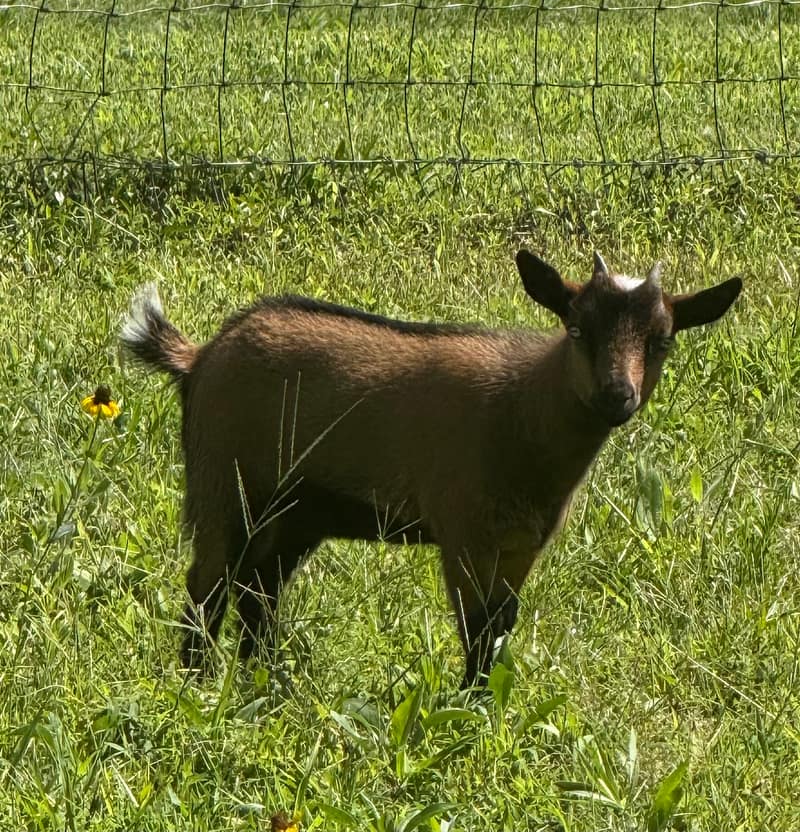 A goat named Reagan the Younger