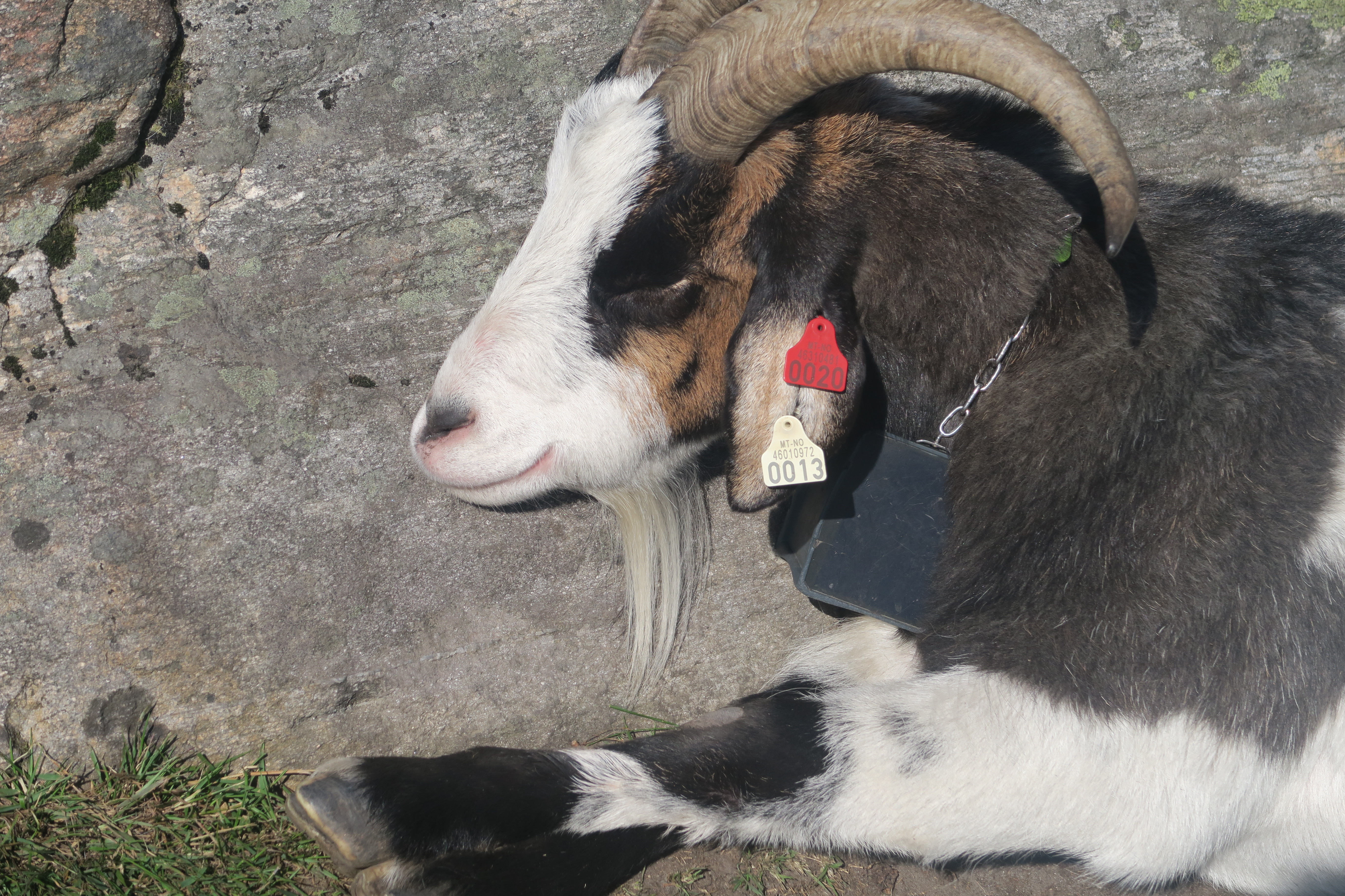 A goat named Reagen the goat