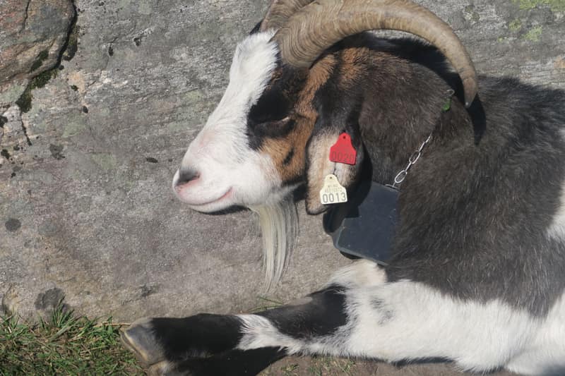 A goat named Reagen the goat