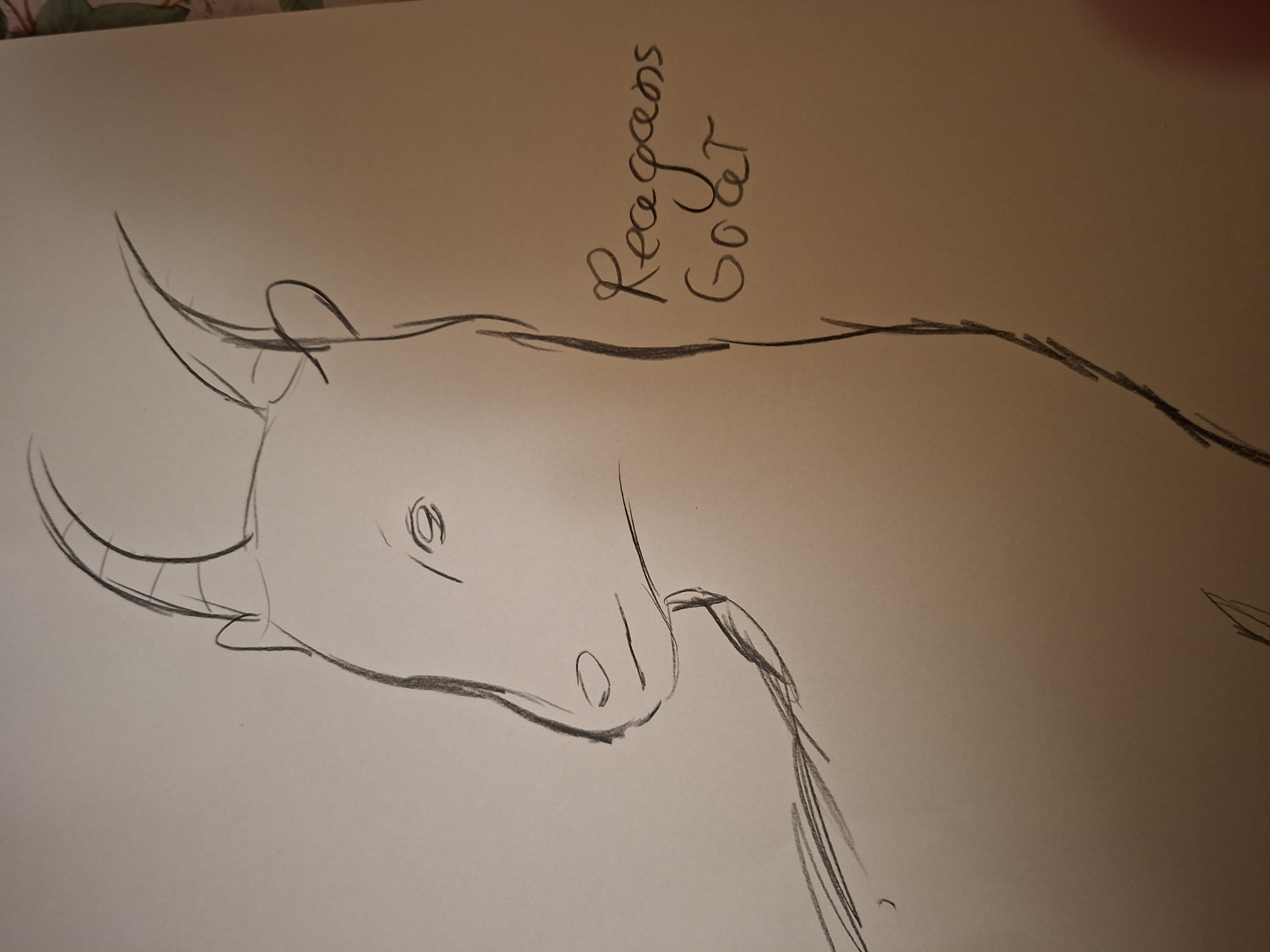 A goat named Reagan