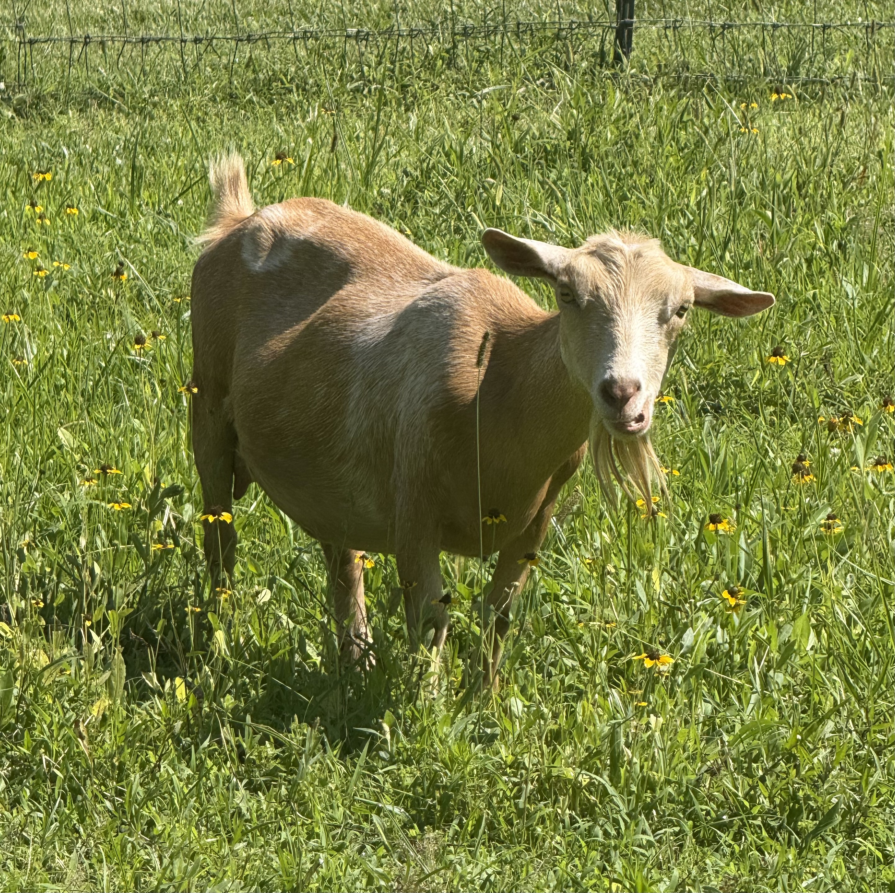 A goat named Reagan the Observer