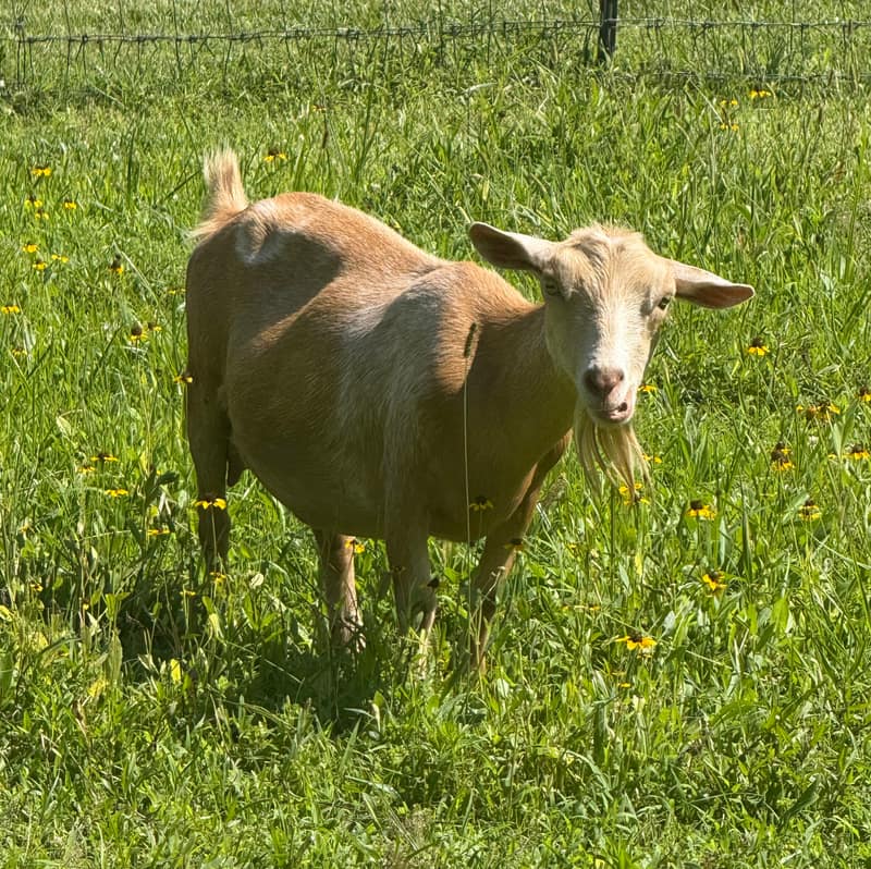A goat named Reagan the Observer