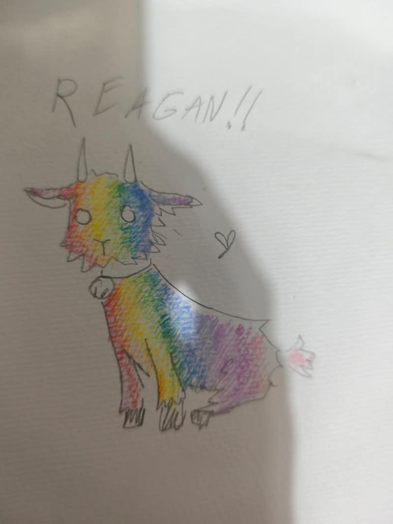 A goat named Rainbow Reagan goat