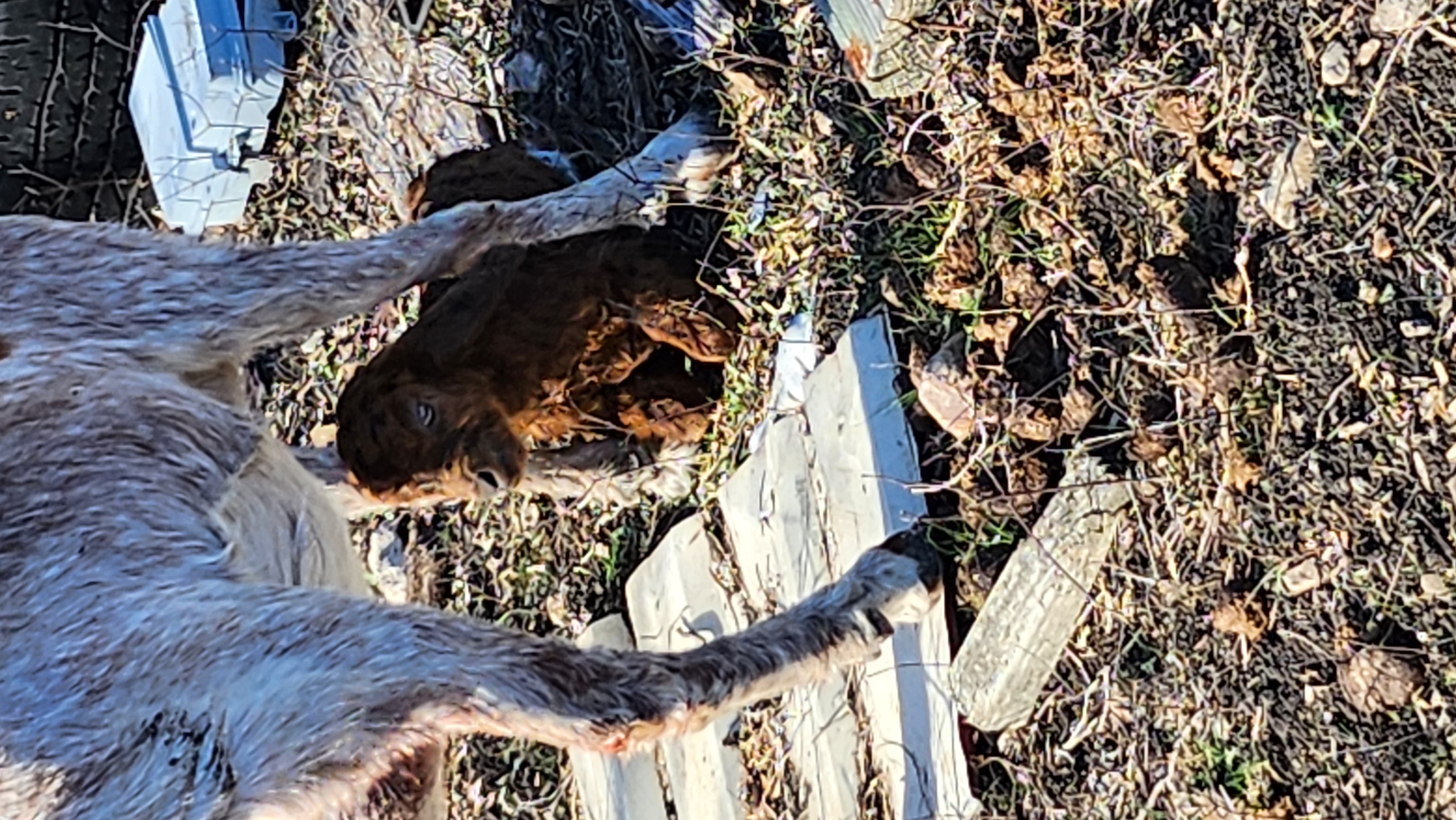 A goat named Reagan