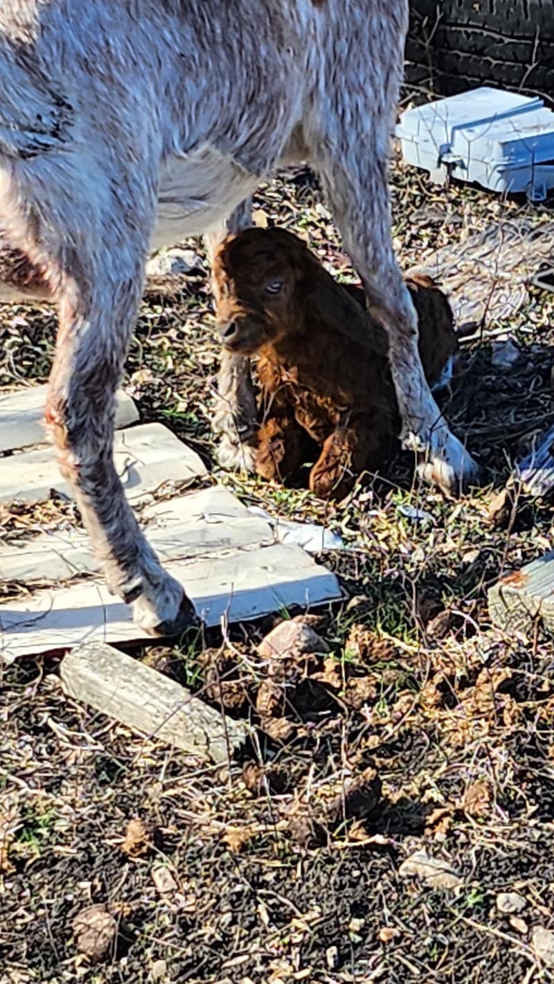 A goat named Reagan