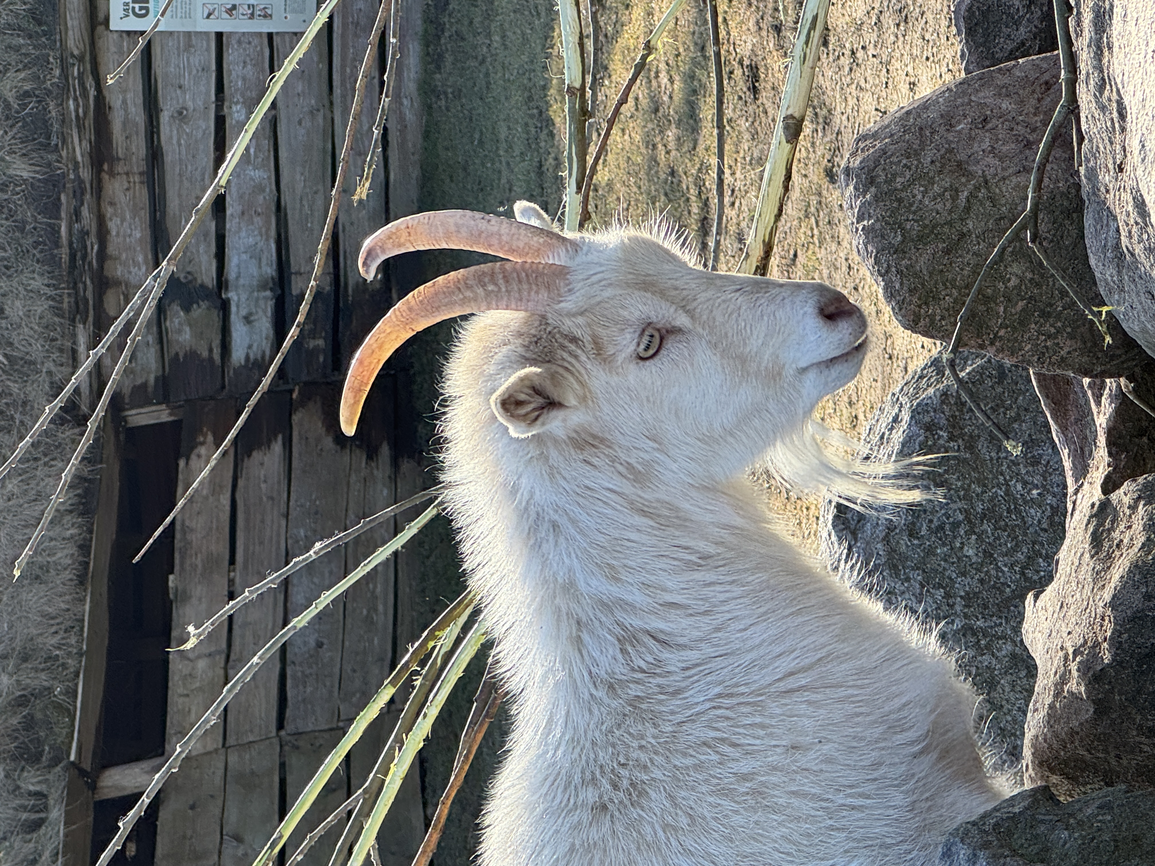 A goat named Reagan