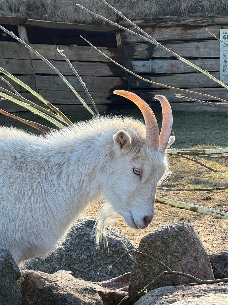 A goat named Reagan