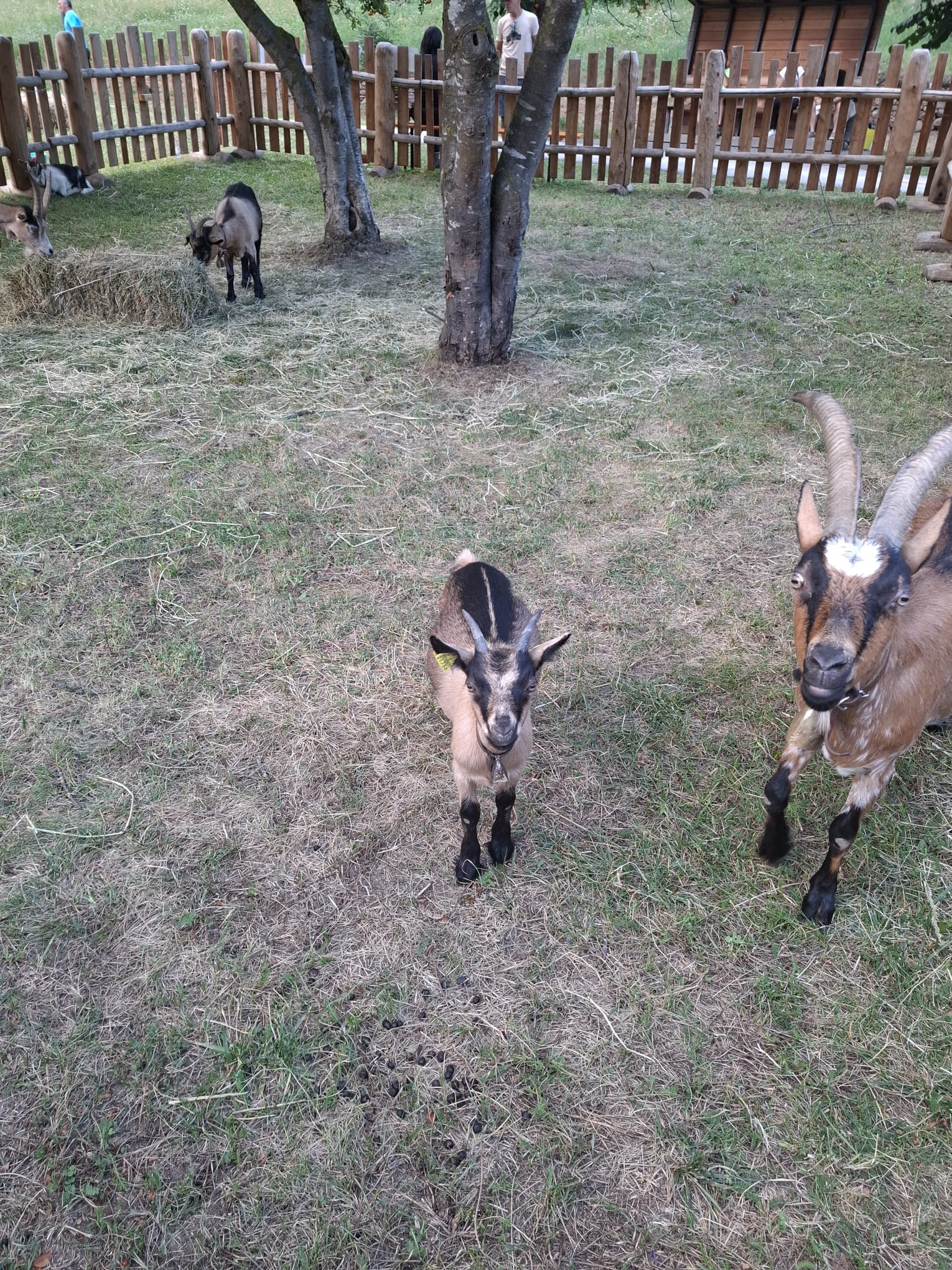 A goat named Reagan