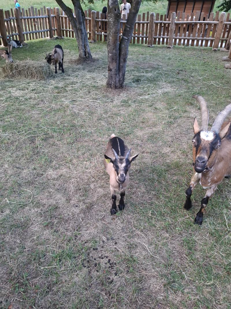 A goat named Reagan
