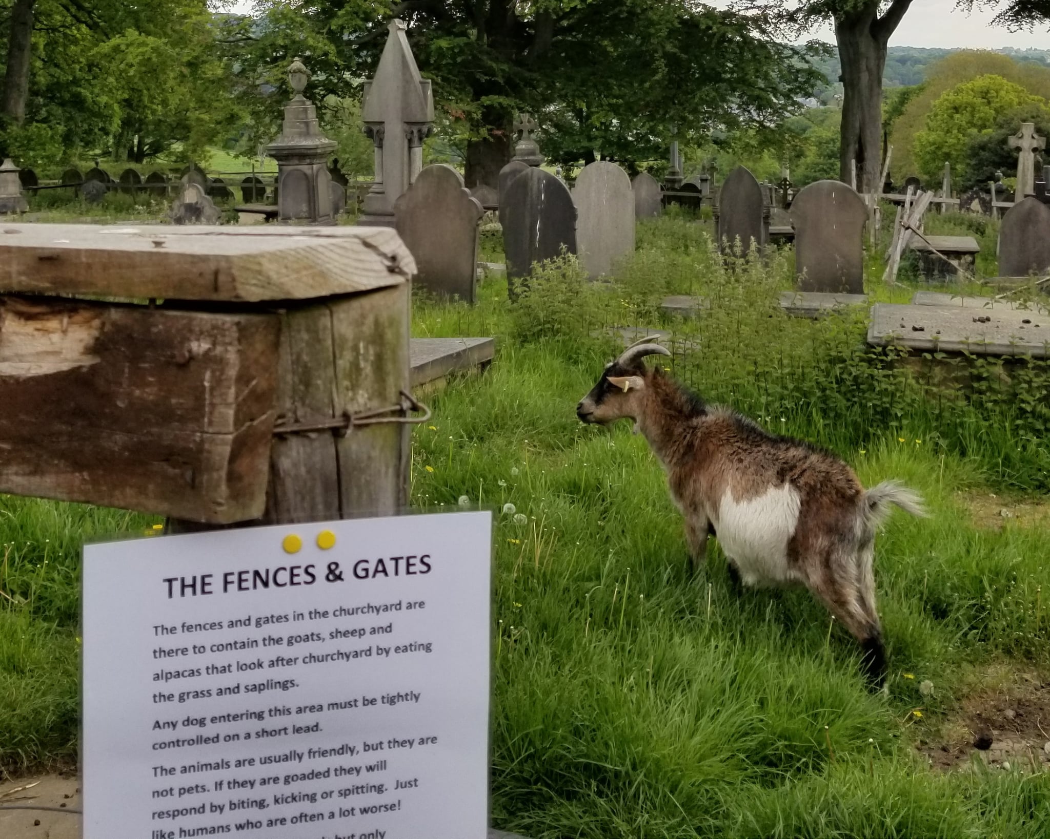 A goat named Reagan in the UK