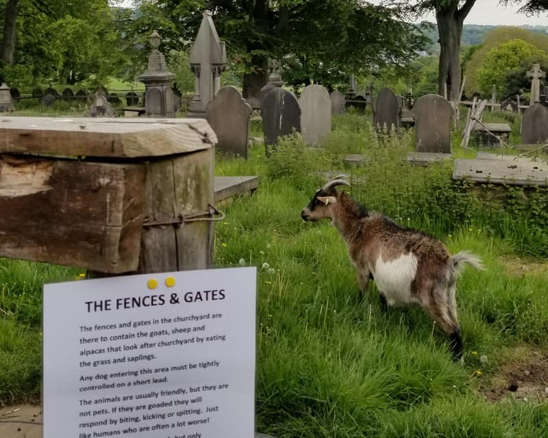 A goat named Reagan in the UK